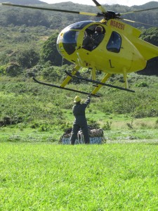 Field Work