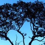 OhiaLehuaSilouette_AMW