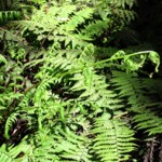 PaholeFern_AMW