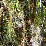 Usnea_AMW
