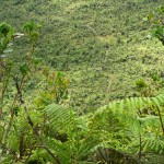 WaihoiValleyFenceline_AMW_Waihoi-(195)