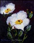 Jan Shaner