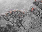 Randy Miller