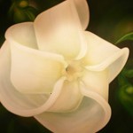 Robena