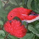 ʻApapane on Lehua by Amber Harr