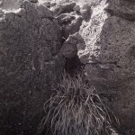 Between the Cracks by Andrew Vliet