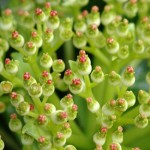 Kanawao Buds by Bill Rathfon