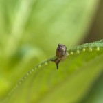 Snot-in-a-Hat by Bill Rathfon
