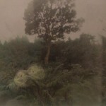 Trees in the Night Rain by Gwen Arkin