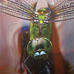 Anax Strenuus, Hawaiian Pinao, Makawao by Lauren Hogan