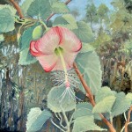 Abutilon Menziesii by Michael Clements