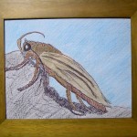 Mountain Moth by Taona Tiger