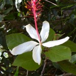 Hibiscus_arnottianus_subsp.arnottianus