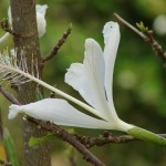 Hibiscus_arnottianus_subsp.immaculatus