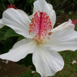 Hibiscus_waimeae