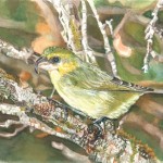 Maui Parrotbill, Kiwikiu by Barbara Steinberg