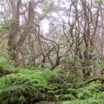 Waikamoi by Byron W. Baker