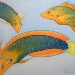 Hīnālea ʻAki Lolo (Yellowtail Coris) by Diane Norman