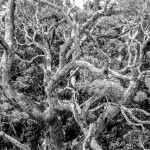 Koa Tangle by Edward Baldwin