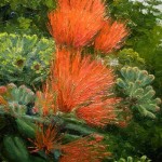 Lehua 'Akepa by George Allan
