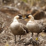 Affection by Joey Corcino