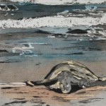 Nov. Honu by Julie Peterson
