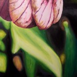 Lysimachia remyi by Lindsay Moore