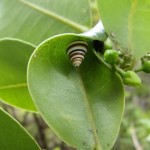 Snail Barrel by Woody Mallinson