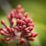 ʻIliahi by Zach Pezzillo
