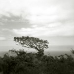 Is Any Tree a Common Tree? by Gwen Arkin